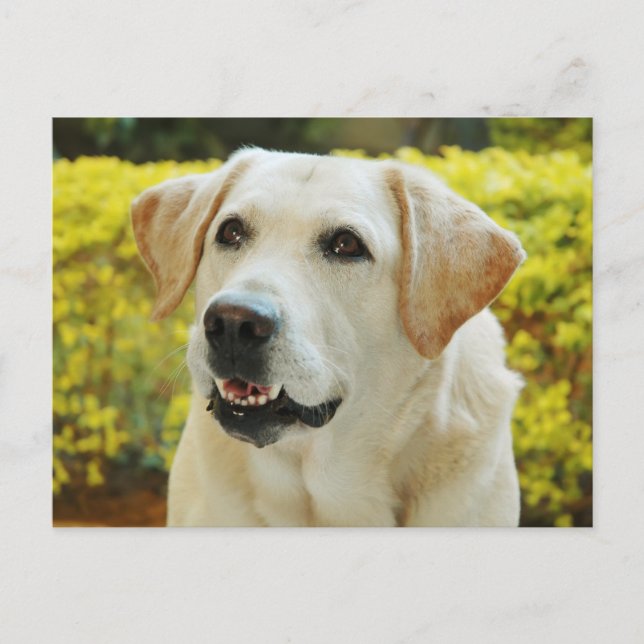 Carte postale de chiot Labrador Retriever (Devant)