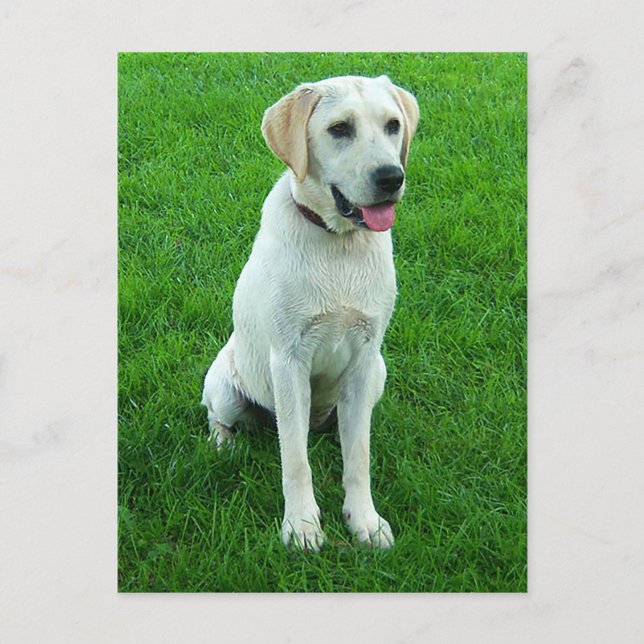 Carte postale de chiot Labrador Retriever (Devant)