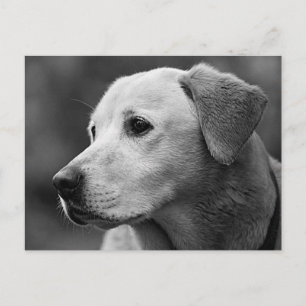 Carte postale de chiot Labrador Retriever