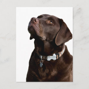 Carte postale de chiot Labrador Retriever au choco