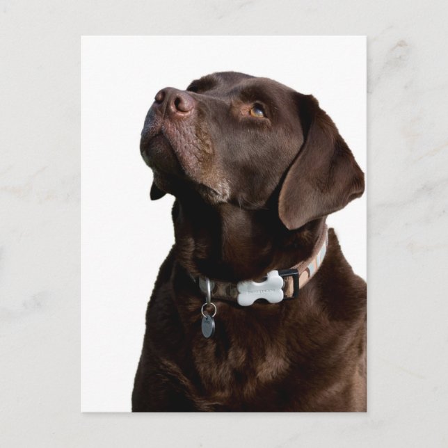 Carte postale de chiot Labrador Retriever au choco (Devant)