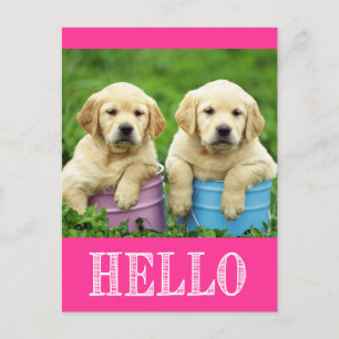 Carte postale de chiot Labrador Retriever Bonjour
