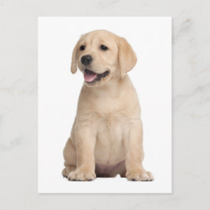 Carte postale de chiot Labrador Retriever jaune