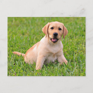 Carte postale de chiot Labrador Retriever jaune
