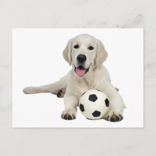 Carte postale de chiot Labrador Retriever jaune