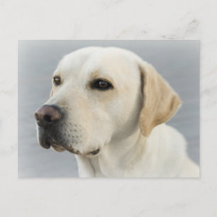 Carte postale de chiot Labrador Retriever jaune