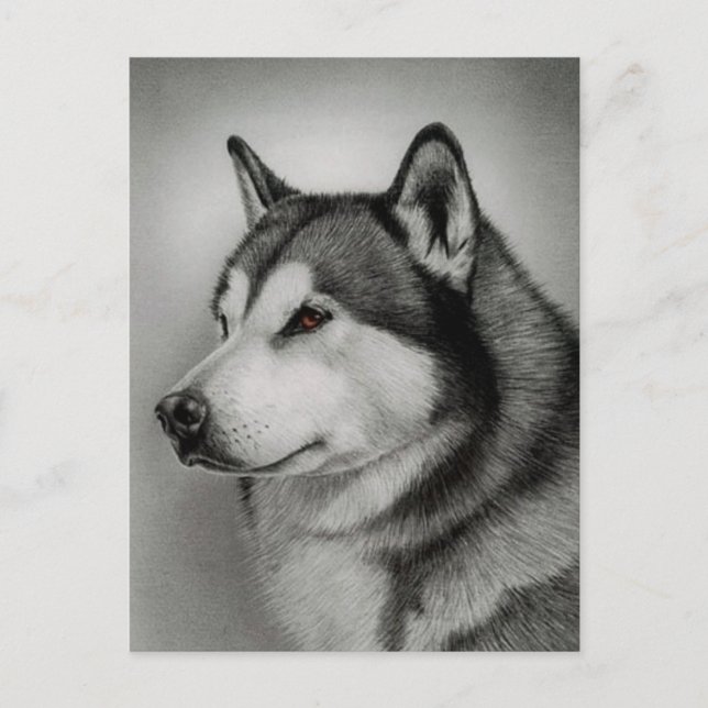 Carte postale de chiot Malamute d'Alaska (Devant)