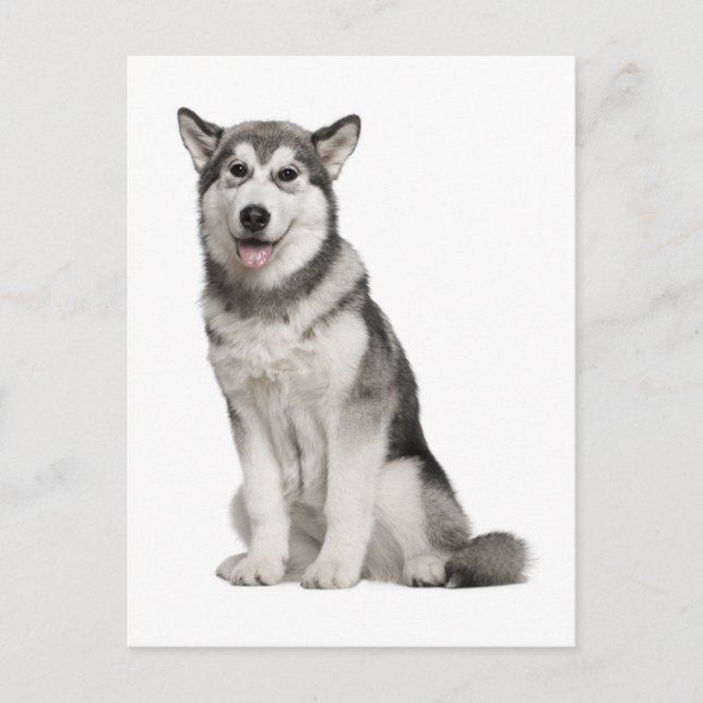 Carte postale de chiot Malamute d'Alaska (Devant)