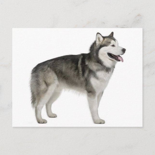 Carte postale de chiot Malamute d'Alaska (Devant)