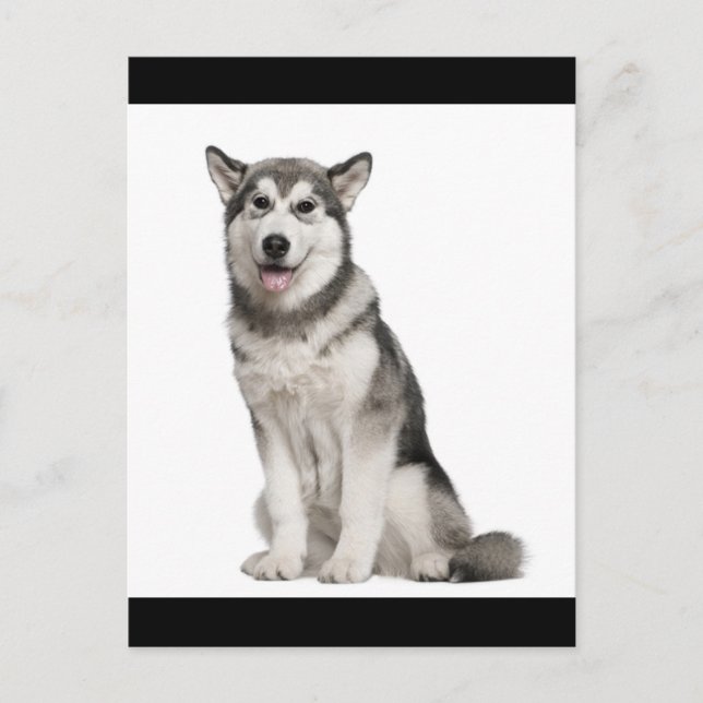 Carte postale de chiot Malamute d'Alaska (Devant)