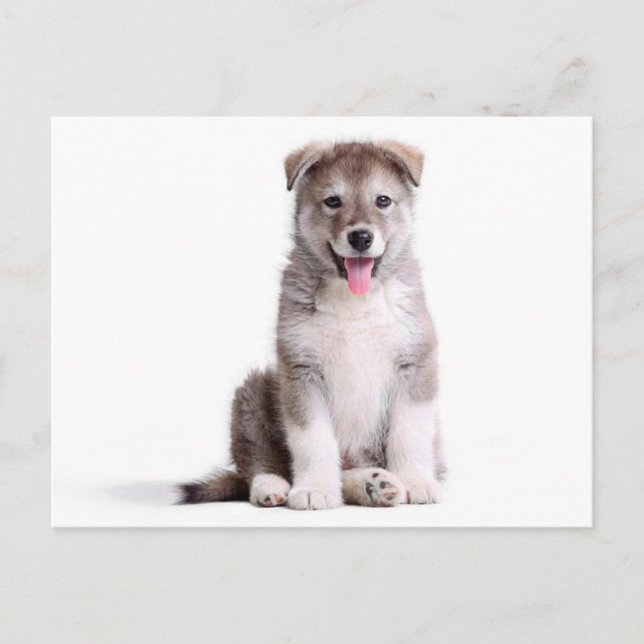 Carte postale de chiot malamute d'Alaska adoré (Devant)