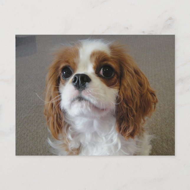 carte postale de chiot mignon Cavalier King Charle (Devant)