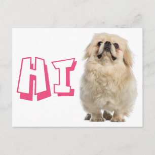 Carte postale de chiot pékinois avec Hello