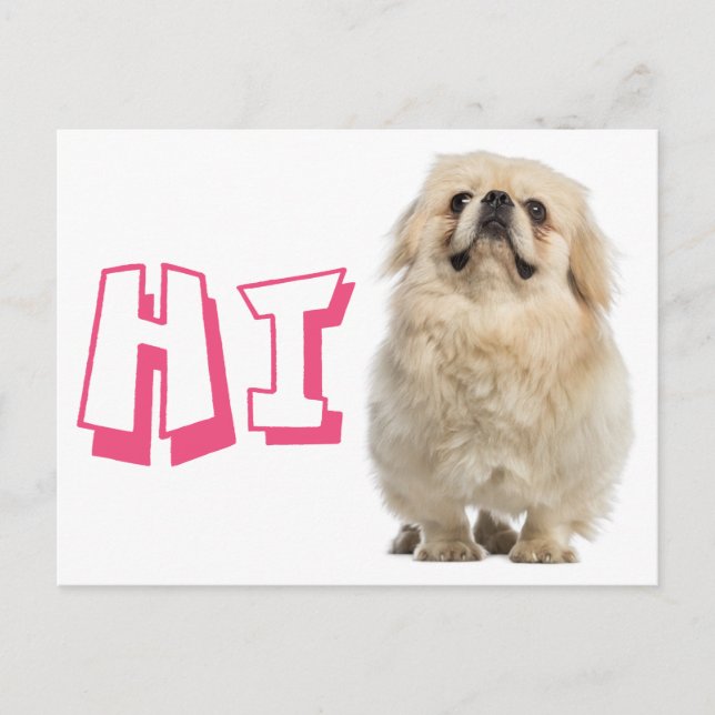 Carte postale de chiot pékinois avec Hello (Devant)