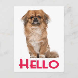 Carte postale de chiot pékinois Bonjour