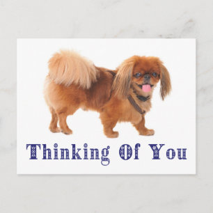 Carte postale de chiot Pékinois "Pensée pour vous"