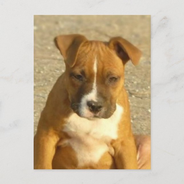 Carte postale de chiot Pitbull (Devant)