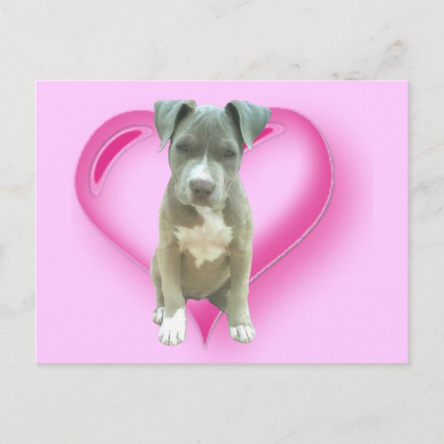 Carte postale de chiot Pitbull (Devant)