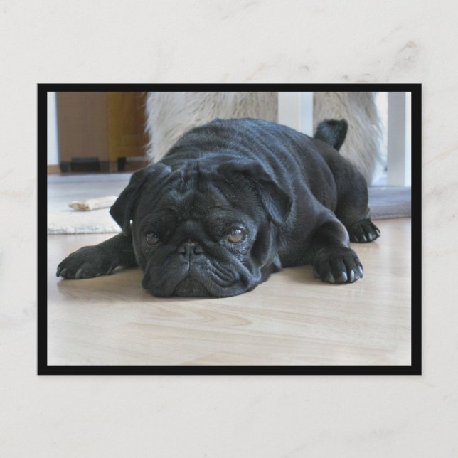 Carte postale de chiot pug noir mignon et paresseu (Devant)