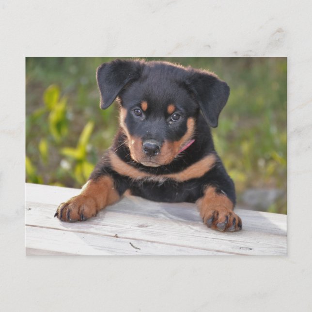 Carte postale de chiot Rottweiller (Devant)