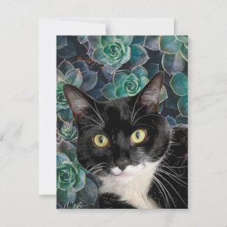 Carte postale de Chouchou