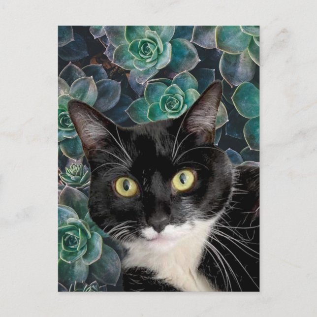 Carte postale de Chouchou le chat (Devant)