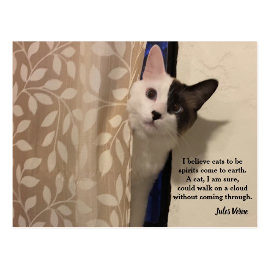 Carte Postale De Citation De Chat De Jules Verne Zazzle Fr