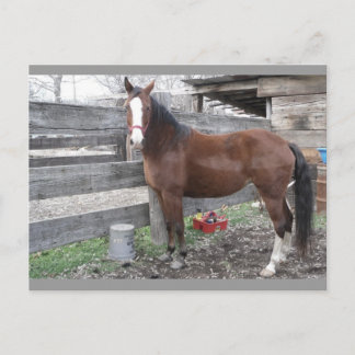 Carte postale de Clarien's Horse