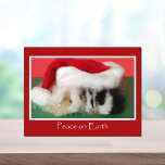 Carte postale de cobaye de Noël de Cavy<br><div class="desc">Noël est un temps pour envoyer une belle salutation à tous vos amis de cobaye.  Cette grande carte postale mettra une certaine acclamation dans leurs vacances.  Magasin frais de cobaye de Cavy de Copyright</div>