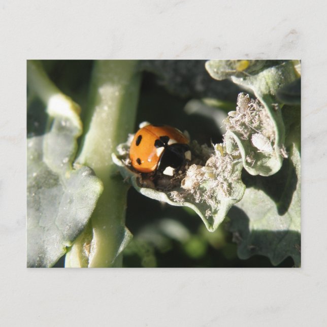 Carte postale de coccinelle à 7 emplacements brita (Devant)