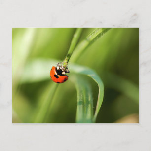 Carte postale de coccinelle à sept places