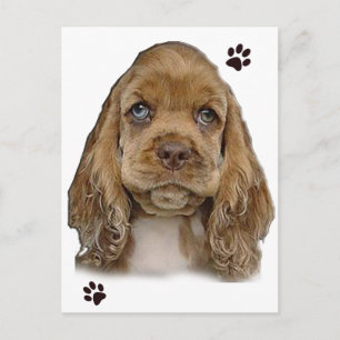 Carte postale de Cocker Spaniel