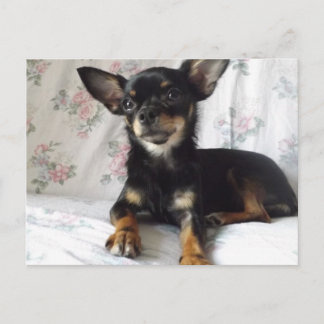 Carte postale de coeur doux chihuahua
