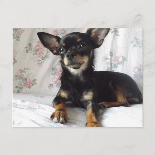 Carte postale de coeur doux chihuahua (Devant)
