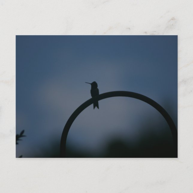Carte postale de colibri (Devant)