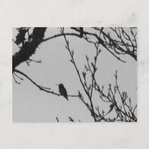 Carte postale de colibri