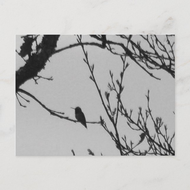 Carte postale de colibri (Devant)