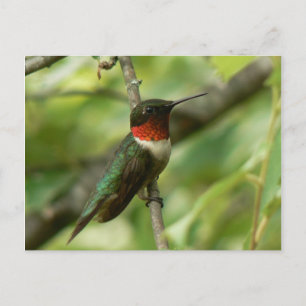 Carte postale de colibri à gorge rubis masculine.