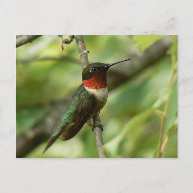 Carte postale de colibri à gorge rubis masculine. (Devant)