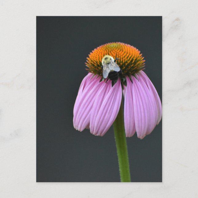 Carte postale de confleur pourpre d'Echinacea (Devant)