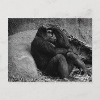 Carte postale de contemplation de gorille