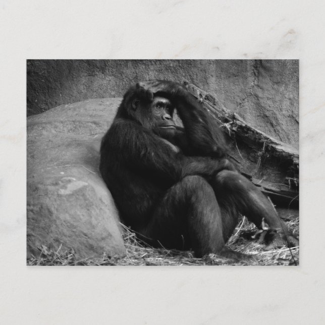 Carte postale de contemplation de gorille (Devant)