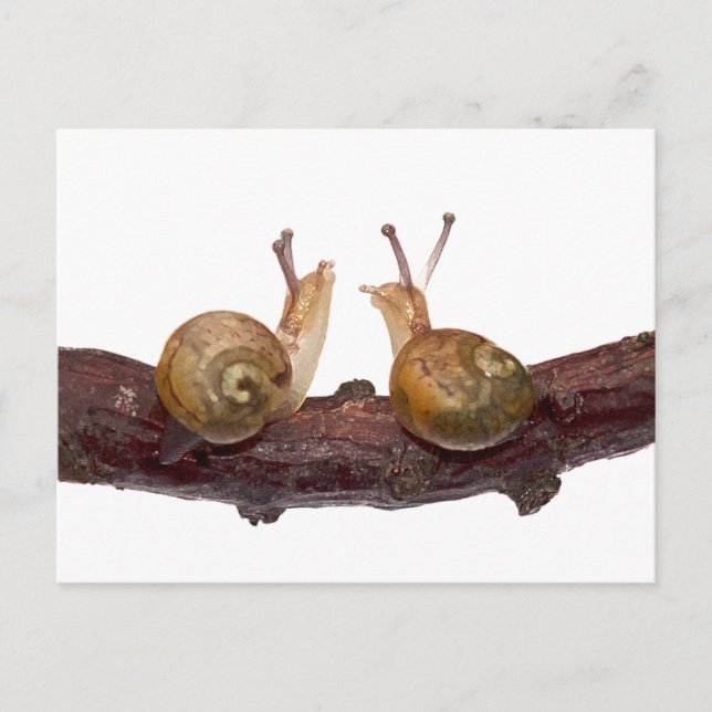 Carte postale de conversation de bébé escargot (Devant)