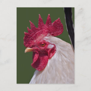 Carte postale de coq