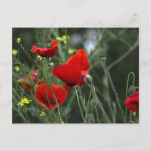 Carte postale de coquelicots dans la nature