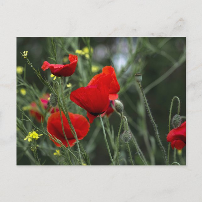 Carte postale de coquelicots dans la nature (Devant)