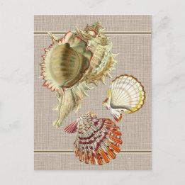 Carte postale de coquillages de plage vintage