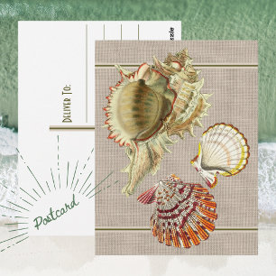 Carte postale de coquillages de plage vintage