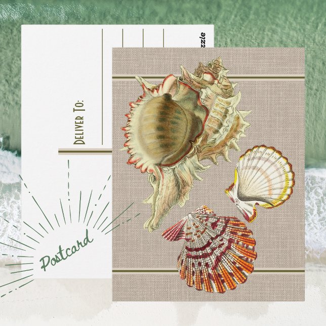Carte postale de coquillages de plage vintage (Vintage Beach Seashell Postcard)