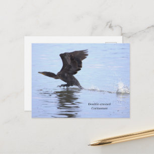 Carte postale de Cormoran à double crête